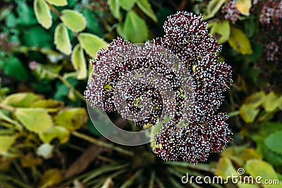 exotic plant with a bunch of inedible small black and white berries in the forest ice covered background. Stock Photo