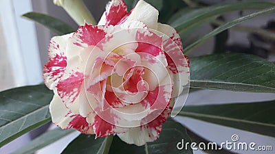 Exotic Plant Desert Rose with Flower Stock Photo