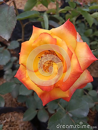 Exotic and beautiful garden with full of flowers orange rose Stock Photo