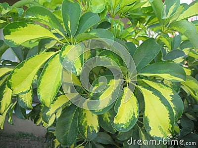 Exotic plant interesting nature multicolor Stock Photo