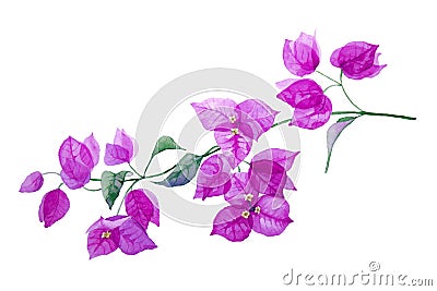 Exotic purple bougainvillea flower. Branch with leaves and flowers isolated on white background. Hand drawn watercolor Cartoon Illustration