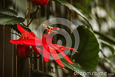 Exotic red flower Stock Photo
