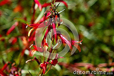 Red Tropical Flower in a California Garden Stock Photo