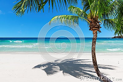 Exotic sandy beach with coco palm and turquoise sea. Stock Photo