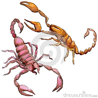 Exotic scorpion wild insect in a watercolor style isolated. Stock Photo