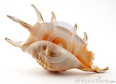 Exotic Seashell Stock Photo