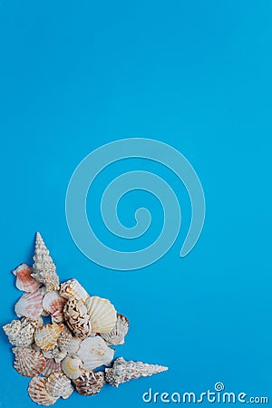 Exotic Seashell Pile Tropical Composition Flat Lay Stock Photo