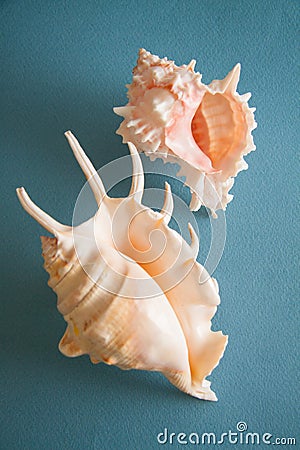 Exotic shells on blue background Stock Photo