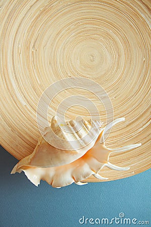 Exotic shells on blue background Stock Photo