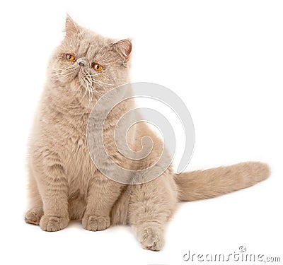 Exotic short-haired cat. Stock Photo