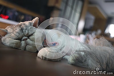 The Exotic short-haired cat sleeping on sofa in the living room of the house. Stock Photo