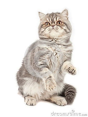 Exotic short-haired kitten. Stock Photo