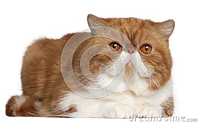 Exotic Shorthair cat, 2 and a half years old Stock Photo