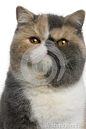 Exotic shorthair cat, 8 months old Stock Photo