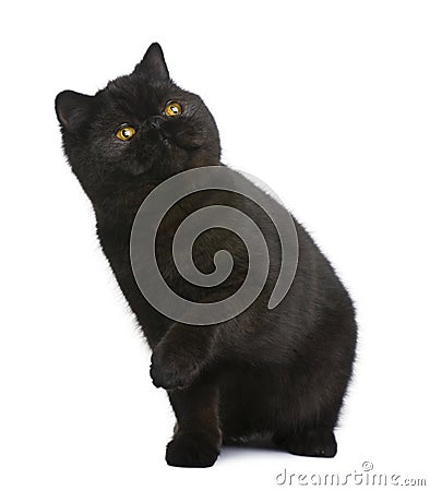 Exotic shorthair cat, 8 months old Stock Photo