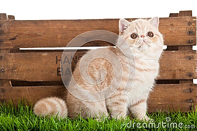 Exotic shorthair cat. beautiful cat in a box. Stock Photo