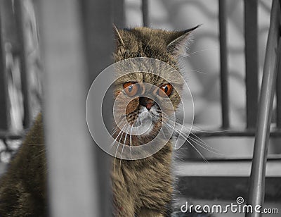 Exotic shorthair cat. Sad and worried cat outdoor. Stock Photo