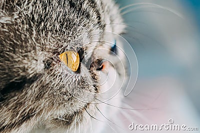 Exotic Shorthair cat breed macro photo. closeup cat head with orange eye Stock Photo