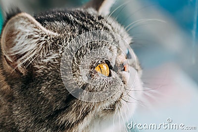 Exotic Shorthair cat breed macro photo. closeup cat head with orange eye Stock Photo