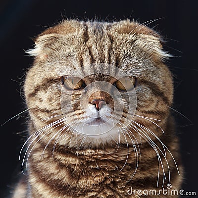 Exotic shorthair cat Stock Photo