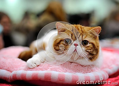 Exotic Shorthair cat Stock Photo
