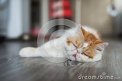 Exotic shorthair cat sleep on living room Stock Photo