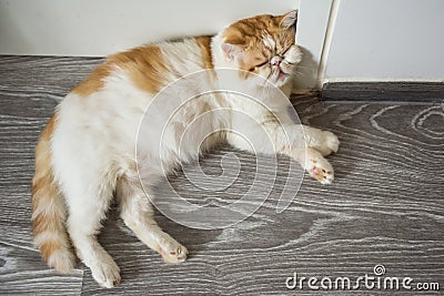 Exotic shorthair cat sleep in room Stock Photo