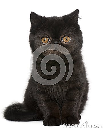 Exotic Shorthair kitten, 3 months old, sitting Stock Photo