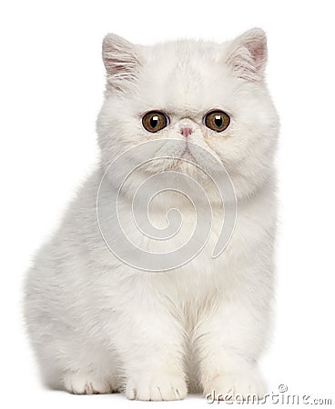 Exotic Shorthair kitten, 4 months old, sitting Stock Photo