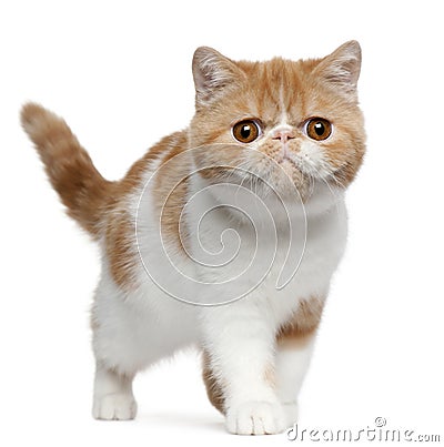 Exotic Shorthair kitten, 4 months old, standing Stock Photo