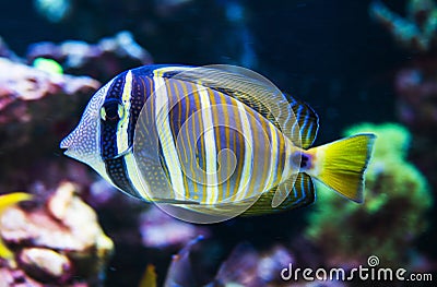 Exotic Striped Fish In Natural Surroundings Stock Photo