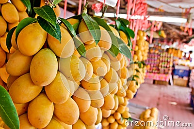 Exotic Thai Fruit. Maprang, Marian plum, Gandaria, Marian Stock Photo