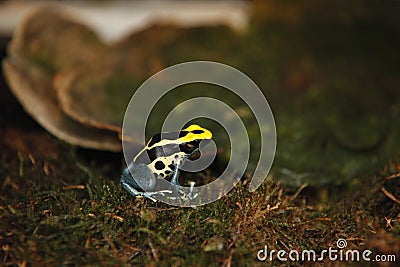 Exotic tiny colored frog close up reptile Stock Photo