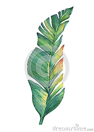 Exotic tropical banana leaves. Stock Photo