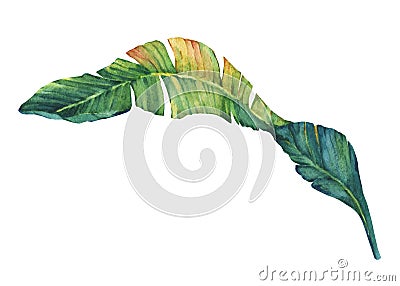 Exotic tropical banana leaves. Stock Photo