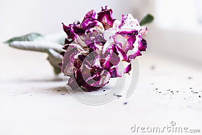 Exotic, tropical and colorful flower in a green foliageWithered flower, rose with purple petals Stock Photo