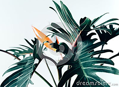 Exotic tropical flower strelizia and xanadu leaves on white Stock Photo