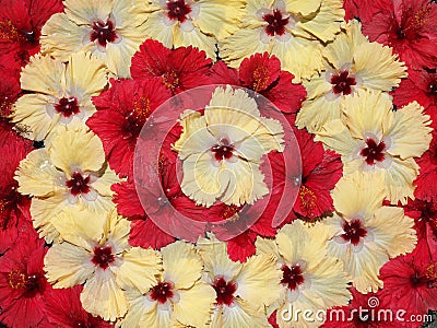 Exotic tropical flowers Stock Photo