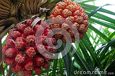 Hala fruit, Pandanus tectorius. Exotic tropical fruit Stock Photo