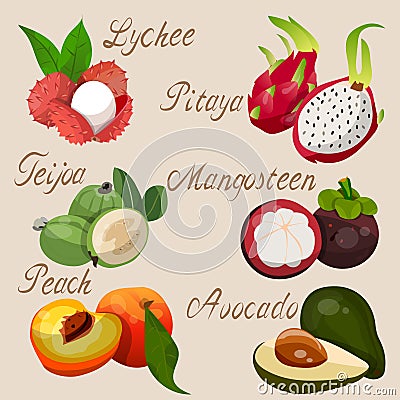 Exotic tropical fruit Vector Illustration