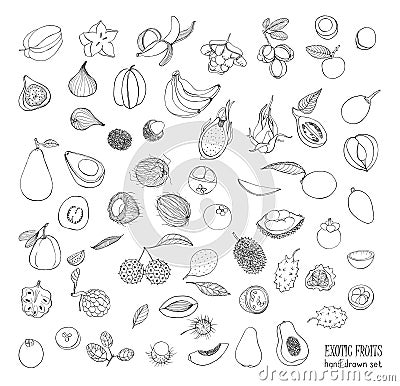 Exotic tropical fruits hand drawn set. Collection of whole fruit and cutaway. Avocado, Ackee, Banana, Guava, Dogwood Vector Illustration