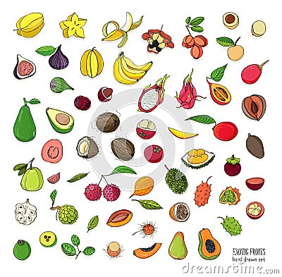 Exotic tropical fruits hand drawn set. Collection of whole fruit and cutaway. Avocado, Ackee, Banana, Guava, Dogwood Vector Illustration