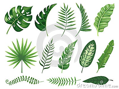 Exotic tropical leaves. Monstera plant leaf, banana plants and green tropics palm leaves isolated vector illustration Vector Illustration