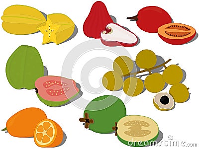 Exotic tropical sweet fruts collection vector illustration Cartoon Illustration