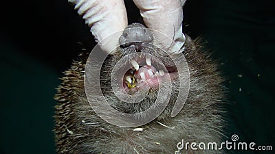 Exotic veterinarian examines a hedgehog mouth, dentistry, teeth. wildlife vet Stock Photo