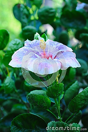 An Exotic Wet Hibiscus Malvaceae Stock Photo