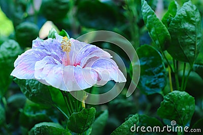 An Exotic Wet Hibiscus Malvaceae Stock Photo