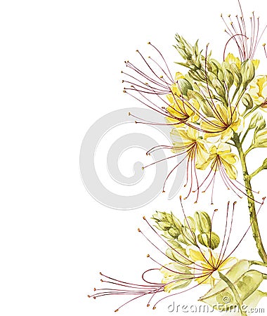 Exotic yellow flowers caesalpinia. Watercolor hand drawn botanical illustration of flowers isolated on a white Cartoon Illustration