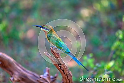 An exotically bird is sitting on a twig in the Yala Nationalpark Stock Photo