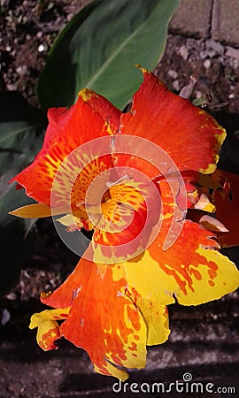 exotics pereira colombia flowers Stock Photo